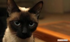有种猫叫什么罗的品种，暹罗猫有什么颜色种类