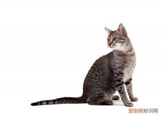 埃及人养什么宠物，埃及猫是什么品种猫