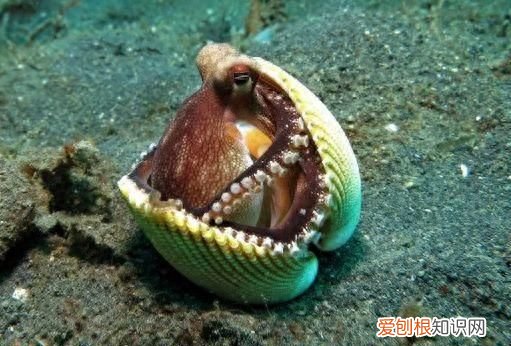 女子直播吃章鱼被反杀