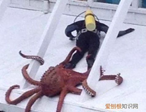 女子直播吃章鱼被反杀