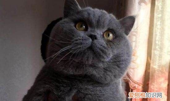 折尾猫有什么缺点，先天折尾猫有什么缺点