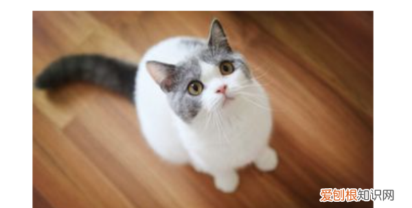 折尾猫有什么缺点，先天折尾猫有什么缺点