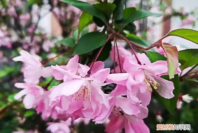 ps教程简单五步轻松让模糊的照片变清晰