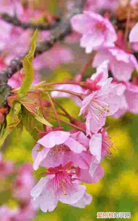 甘蔗里面黑了能吃吗，甘蔗中间是黑的可以吃