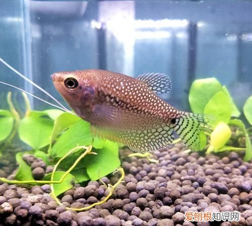 为什么说珍珠马甲鱼是流氓鱼