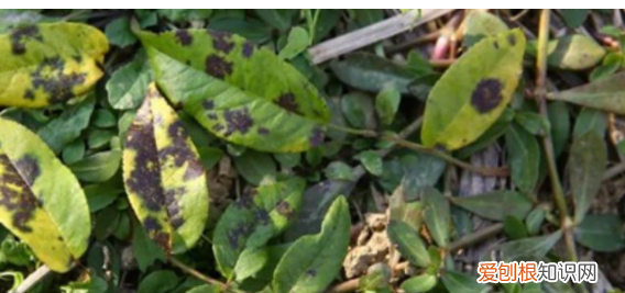 月季花的黑斑用什么药，月季黑斑病用什么药最有效贴吧