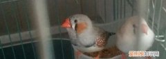 珍珠鸟几个月嘴变红，珍珠鸟50天左右是什么样子的