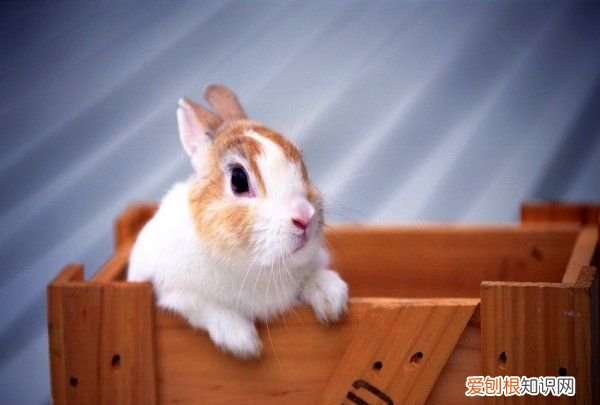 侏儒兔多大可以吃蔬菜，两个月大的兔子可以吃蔬菜了