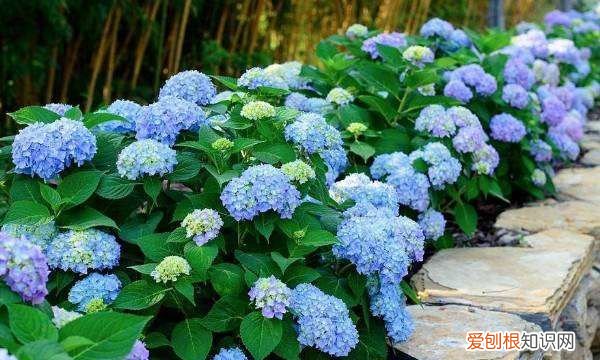 绣球品种大全及分类，花卉绣球花有多少品种