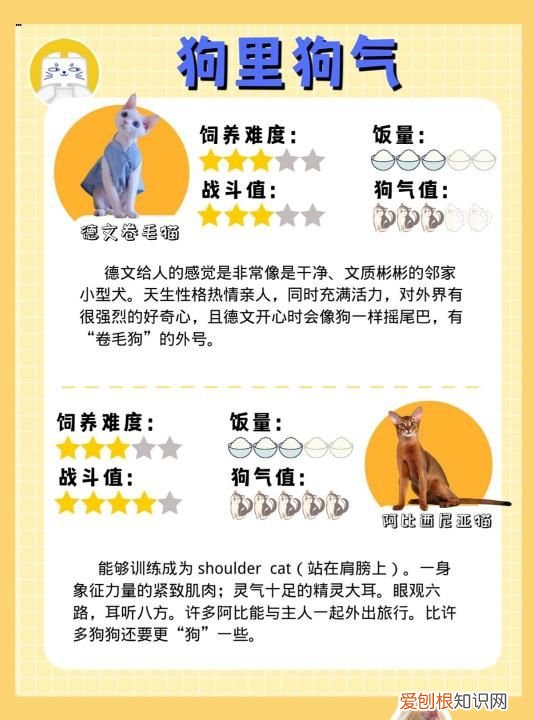 要了命了图片，长毛狸花猫和缅因猫区别