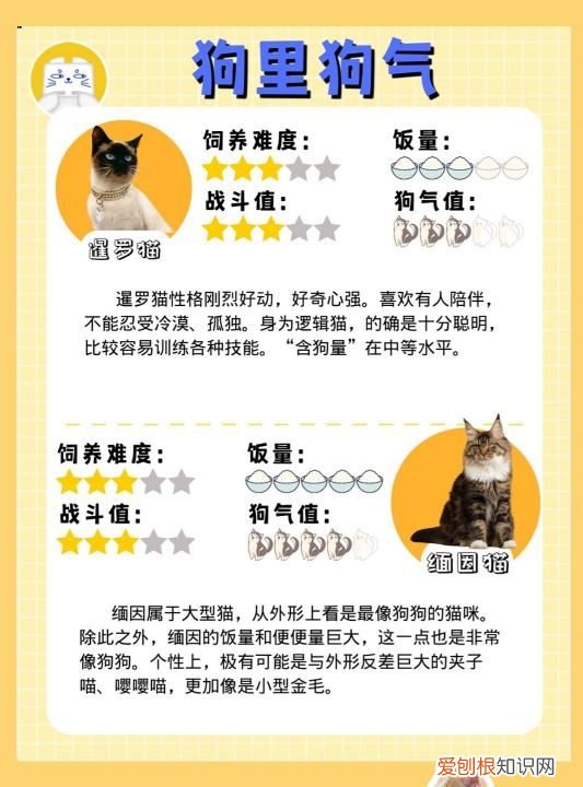 要了命了图片，长毛狸花猫和缅因猫区别