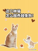 要了命了图片，长毛狸花猫和缅因猫区别