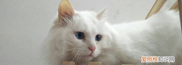 长毛白猫是什么品种，图中黑白色的长毛猫咪是什么品种的