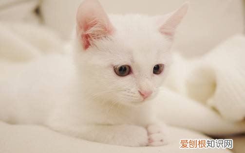 长毛白猫是什么品种，图中黑白色的长毛猫咪是什么品种的