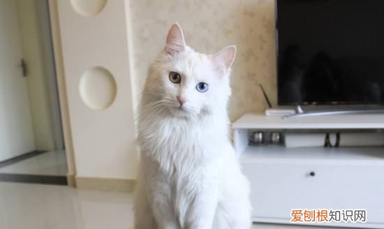 长毛白猫是什么品种，图中黑白色的长毛猫咪是什么品种的