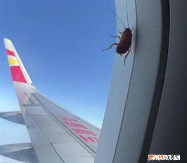 蟑螂趴飞机舷窗是哪个航空公司 航司回应蟑螂趴飞机舷窗