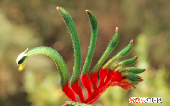 澳大利亚特色植物有哪些，澳大利亚国徽上的植物哪四种