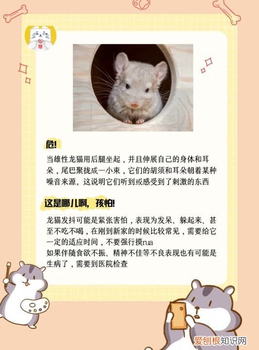 龙猫垫料用什么好，长毛龙猫多久才炸毛