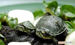 乌龟为什么要养一对，乌龟为什么要一公二母一起养