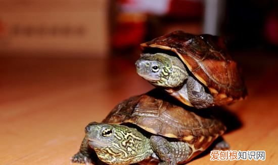 乌龟为什么要养一对，乌龟为什么要一公二母一起养