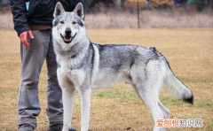 捷克狼犬在中国禁养，中国准许养捷克狼犬吗