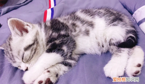 什么猫好养,最好养的猫前十名