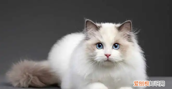 什么猫好养,最好养的猫前十名