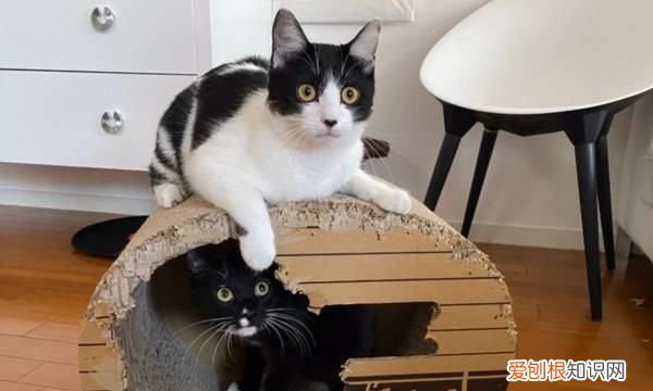 什么猫好养，最好养的猫前十名