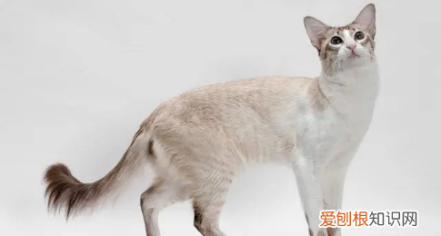 什么猫好养,最好养的猫前十名