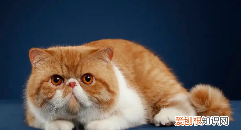 什么猫好养,最好养的猫前十名