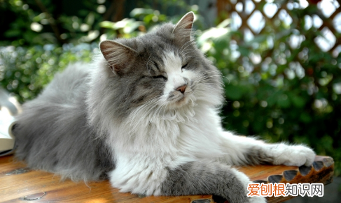 什么猫好养,最好养的猫前十名