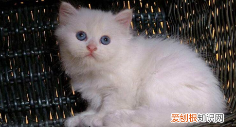 什么猫好养,最好养的猫前十名