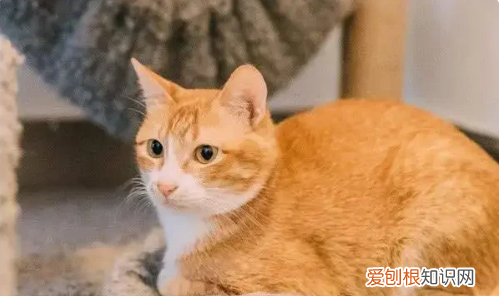 什么猫好养,最好养的猫前十名