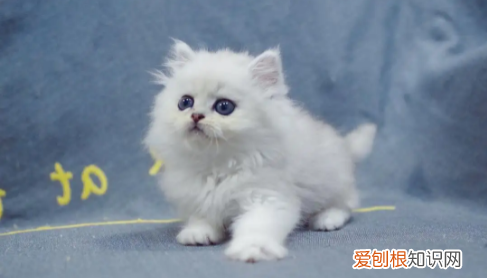 什么猫好养,最好养的猫前十名