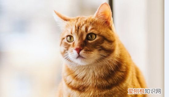 什么猫好养,最好养的猫前十名