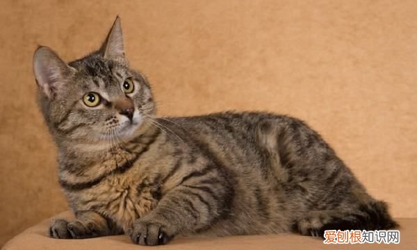 什么猫好养，最好养的猫前十名