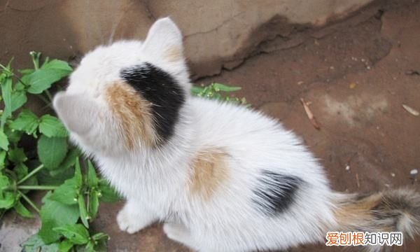 什么猫好养，最好养的猫前十名