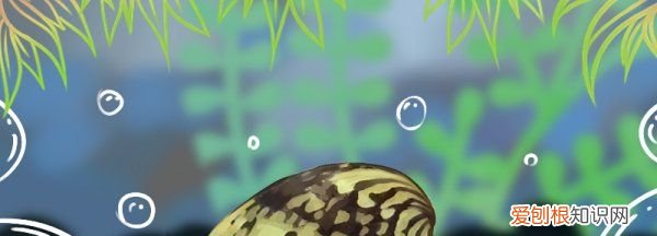 鲍鱼如何繁殖，什么血型人长命