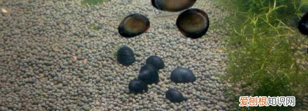 鲍鱼如何繁殖，什么血型人长命