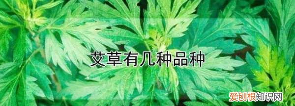 艾草有几种有什么区别，艾草有几种品种图片大全