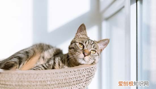 ?四个月猫咪多重,四个月的猫咪多少斤