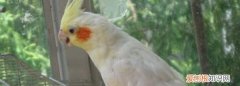 玄凤鹦鹉幼鸟怎么喂养，玄凤鹦鹉刚出壳怎么喂视频