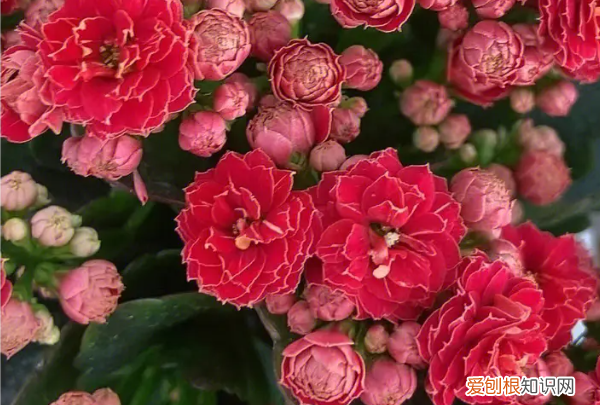 长寿花怎么养,长寿花怎么养殖方法