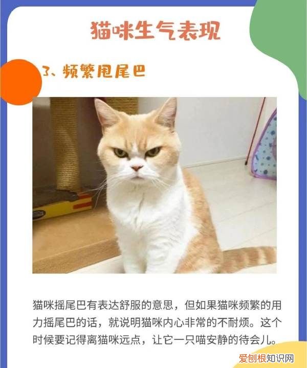 猫叹气代表什么意思，为什么猫咪有时候会发神经一样