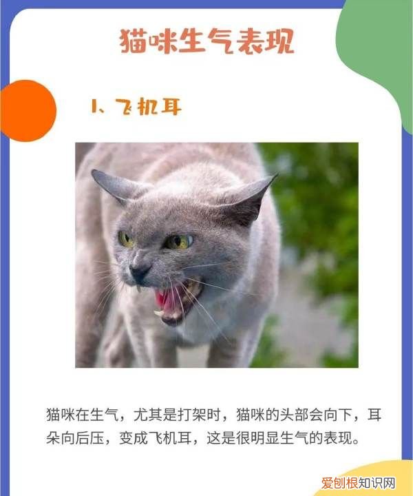 猫叹气代表什么意思，为什么猫咪有时候会发神经一样