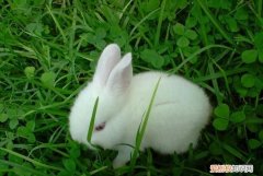 刚买的小白兔怎么养，如何饲养新买来的小兔子的方法