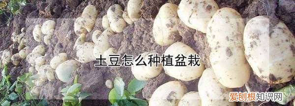 土豆怎么种植盆栽，土豆盆栽的种植方法图片