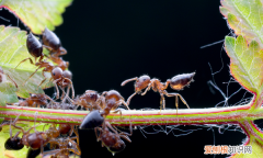 怎么灭了家里的蚂蚁，怎样消灭家里的蚂蚁最有效