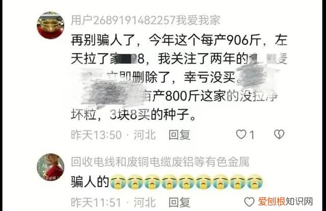 黄淮地区小麦什么品种最高产