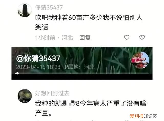 黄淮地区小麦什么品种最高产